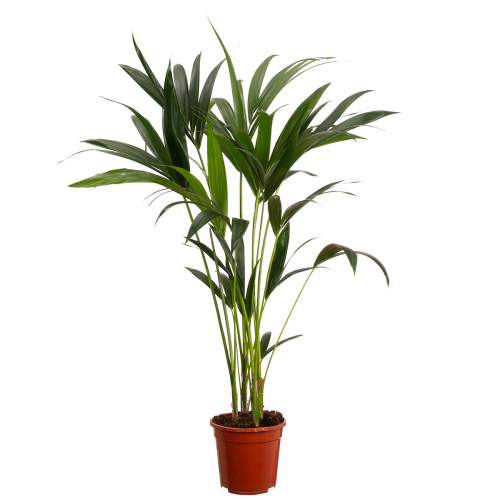 Ховея форстериана 100/17 см