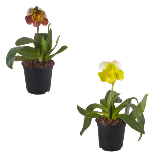 Орхидея пафиопедилум микс 30/12 см