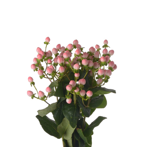 Гиперикум Коко Казино (10 шт)