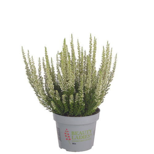 Каллуна уайт 25/12 см