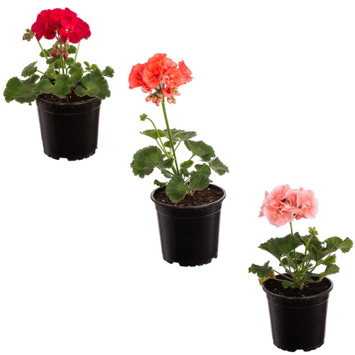 Пеларгония зональная 30/12 см