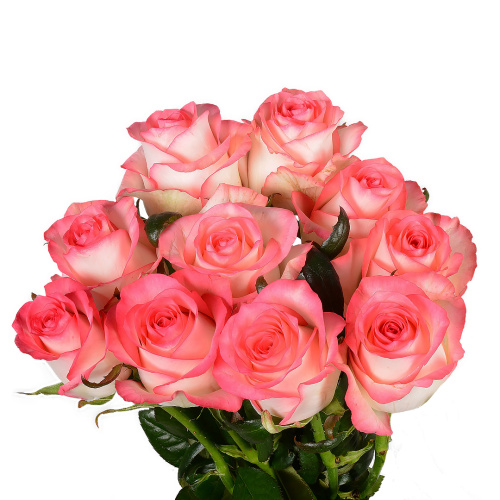 Джумилия (10 шт) пс