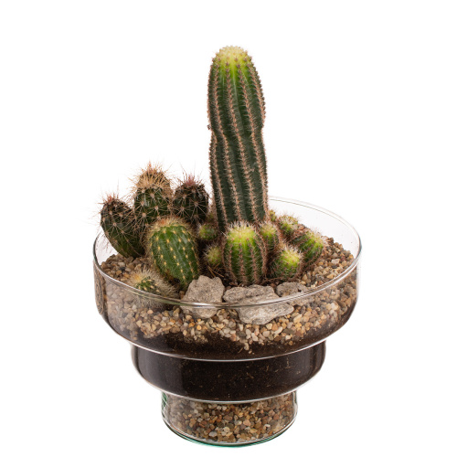 Композиция кактус 25/18 см