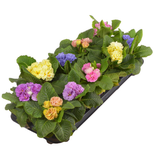 Примула акаулис рубенс микс 15/11 см