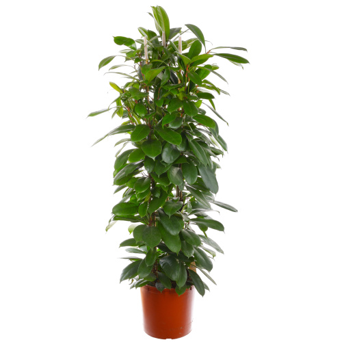 Фикус сиафистипула 150/35 см