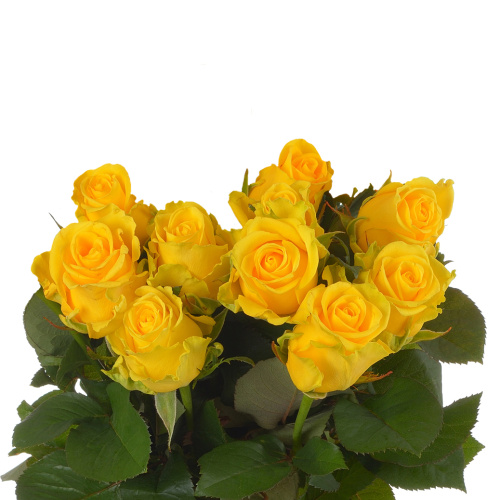 Пенни лейн 50 см (10 шт) пс