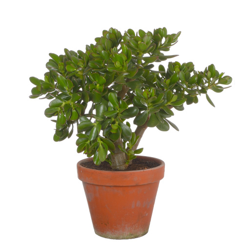 Крассула овата 55/23 см