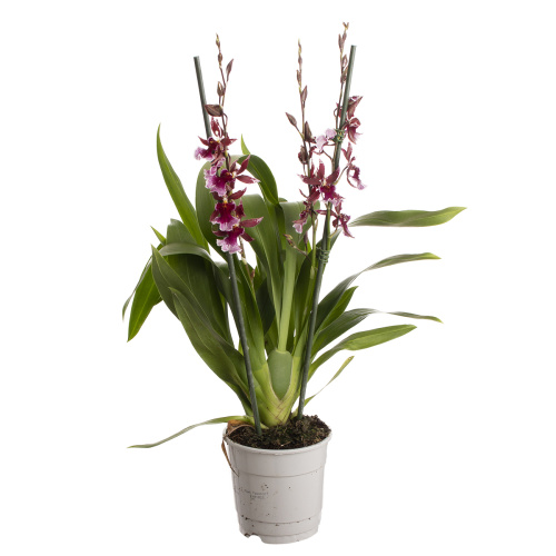 Орхидея камбрия барокко ред 3 цв 65/12 см
