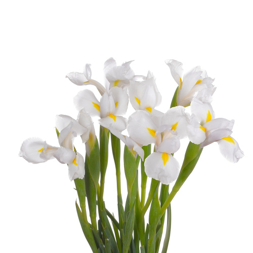 ирис белый (25 шт)