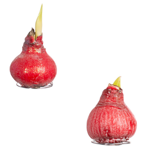 Гиппеаструм в воске микс ред 20 см