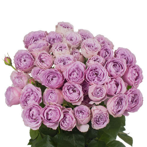 Лавендер бабблс куст. (10 шт) рм