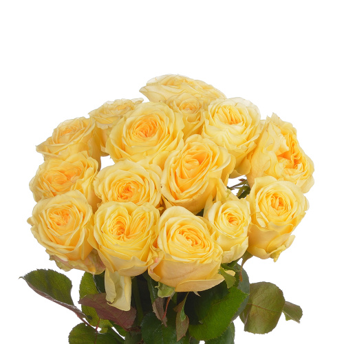 Баттеркап (15 шт) рм