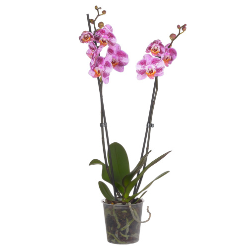 Орхидея фаленопсис миа 2 цв 65/12 см