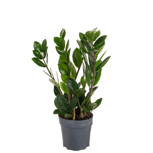 Замиокулкас лима 35/10 см