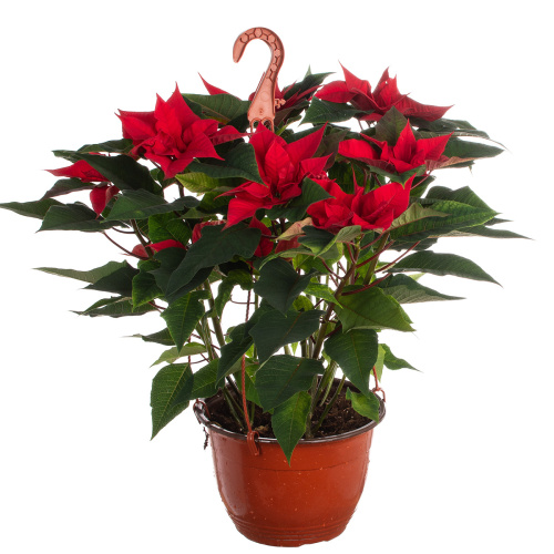 Пуансетия красная подвесная 50/22 см