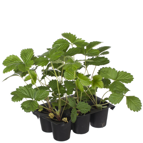 Рассада земляника (х6)