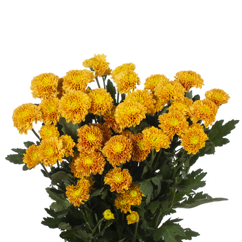 Лионкинг хризантема кустовая (5 шт)