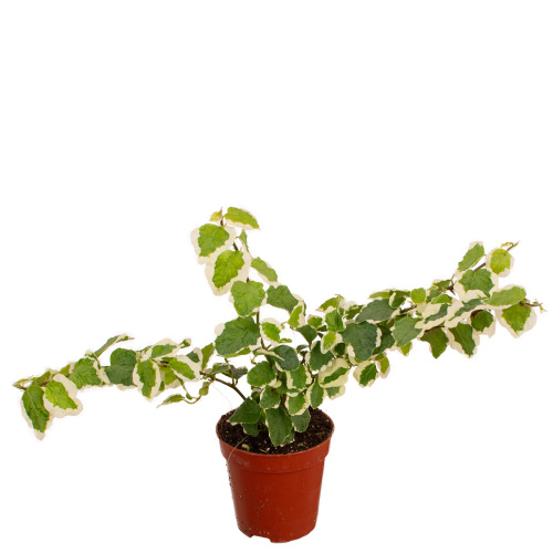 Фикус пумила санни 10/5 см