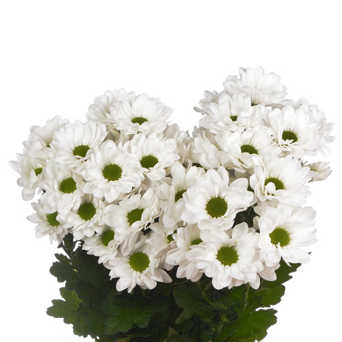 Мирана хризантема кустовая (5 шт)