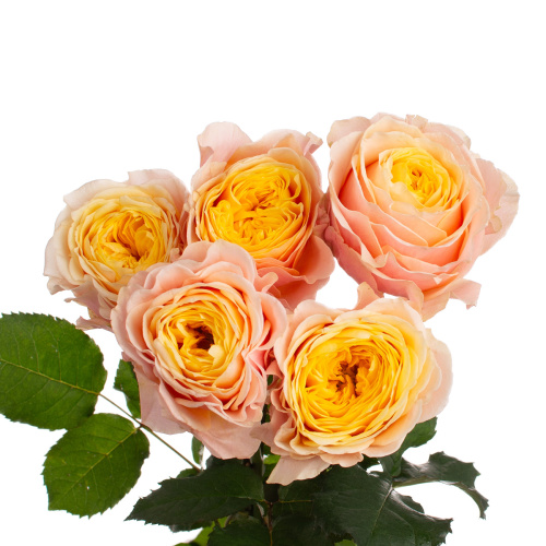 Сент Питерс Парк (5 шт) пс