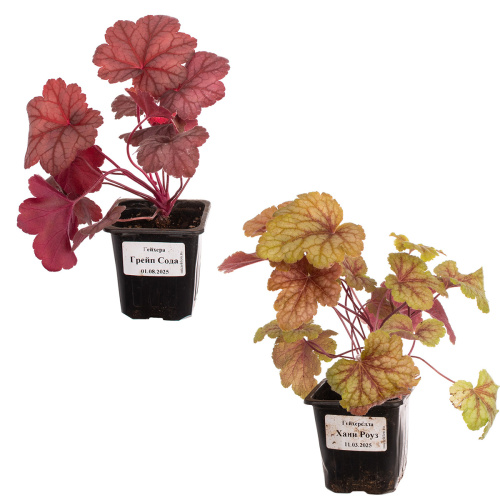 Гейхера 20/10 см