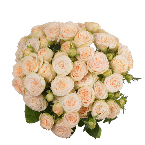 Софи куст. (10 шт) рм