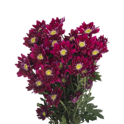 Сиренити пурпл хризантема кустовая (5 шт)