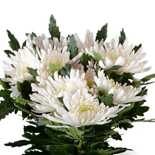 Топспин хризантема одноголовая (10 шт)