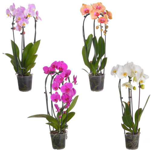 Орхидея фаленопсис каскад микс 2 цв 40/12 см