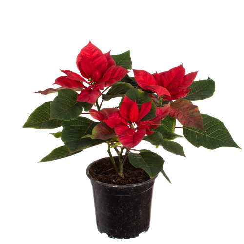 Пуансетия красная 25/13 см