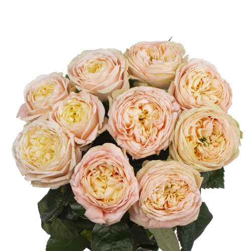 Присцилла (10 шт) рм