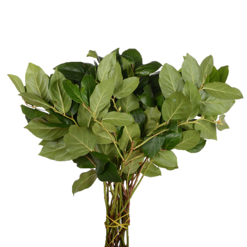 Салал (банч)