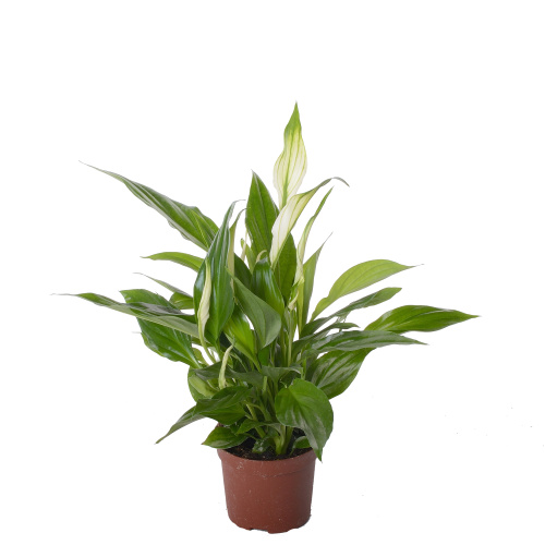 спатифиллум перл купидло 35/9 см