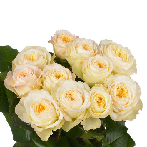 Роял парк садовая (10 шт) рм