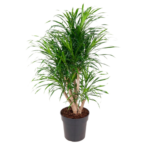 Драцена анита верт 100/24 см