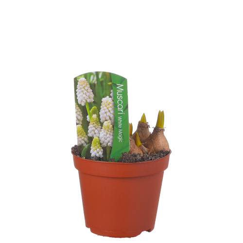 Мускари уайт маджик 15/9 см