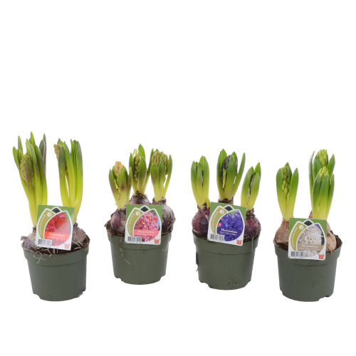 гиацинт микс 3 цв 20/12 см