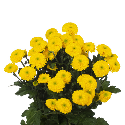Летитби хризантема кустовая (5 шт)