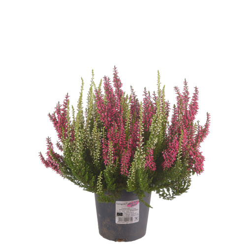 Каллуна твин 20/12 см