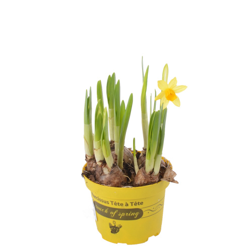 нарцисс тет а тет 15/9 см