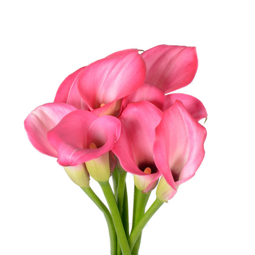 калла зазу (10 шт)