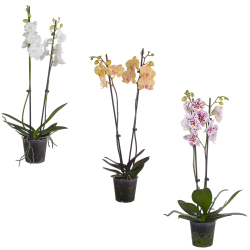 Орхидея фаленопсис биг лип микс 2 цв 65/12 см