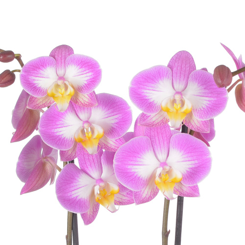 Орхидея фаленопсис сплит розе 2 цв 55/12 см