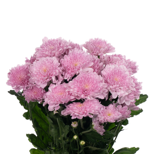 Фабиенне свит хризантема кустовая (5 шт)