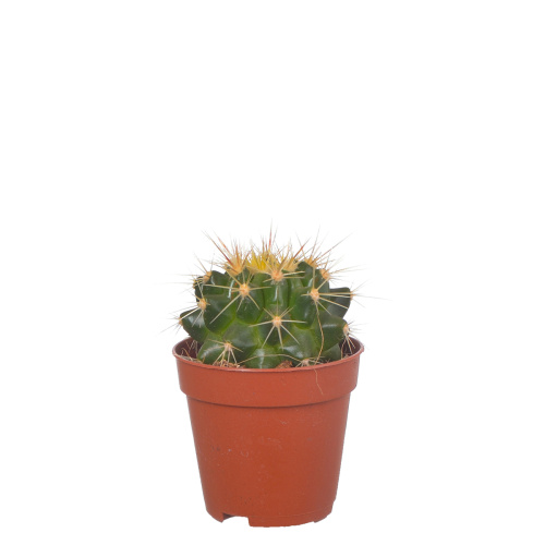 каутс грузони 10/5 см