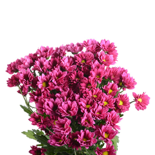 Пурпл Стар хризантема кустовая (5 шт)