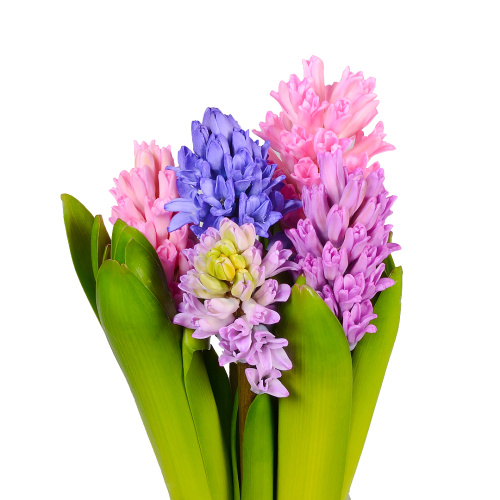 гиацинт микс (5 шт) 
