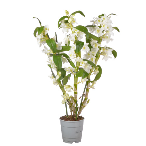 Орхидея дендробиум аполлон 3 цв 40/12 см
