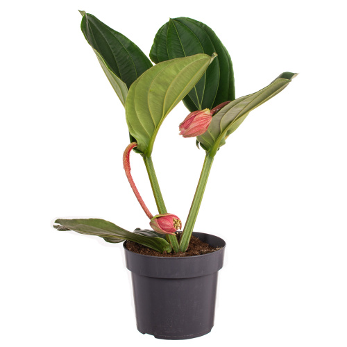 Мединилла фламенко 40/17 см