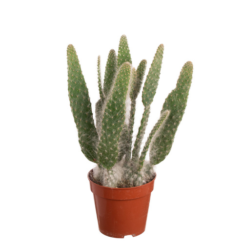 Кактус опунция блю эль 15/12 см